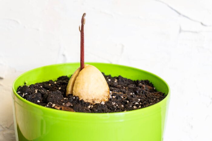 Как вырастить авокадо дома?