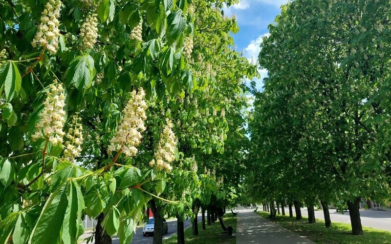 Бульвар Шевченка в Черкасах