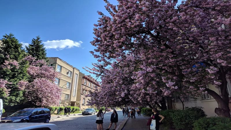 Дендропарк Луадона в Ужгороді