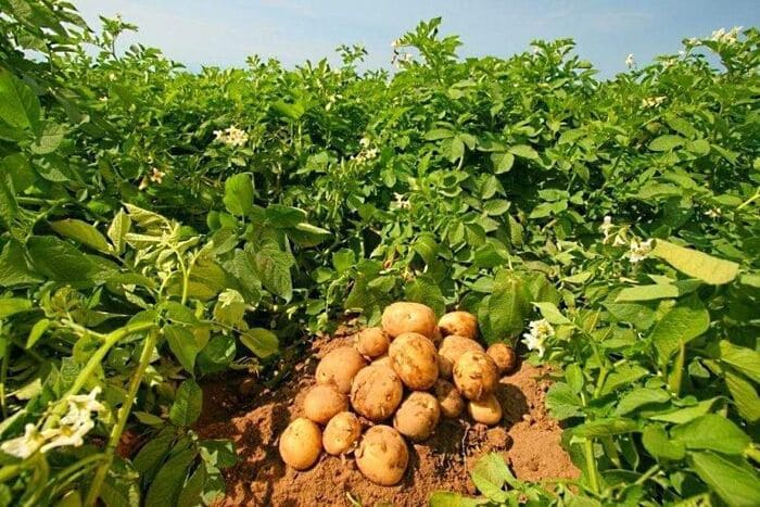 Добрива для картоплі: чим підживлювати картоплю?