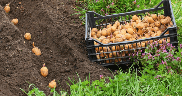 Підготовка ґрунту перед посадкою картоплі.