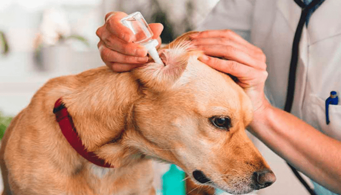 Що варто знати про чистку вух собакам?