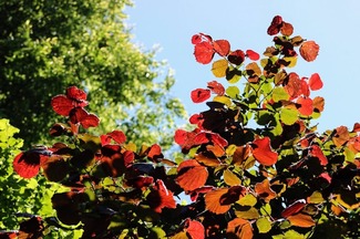 Софіївський парк Умань