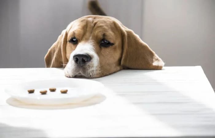 Травлення і засвоєння у собак