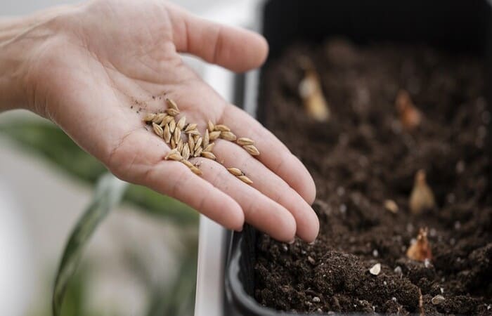 Як правильно сіяти насіння - Розсада вдома