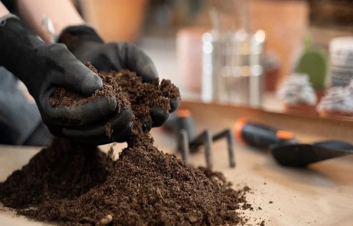 Який ґрунт підходить для розсади