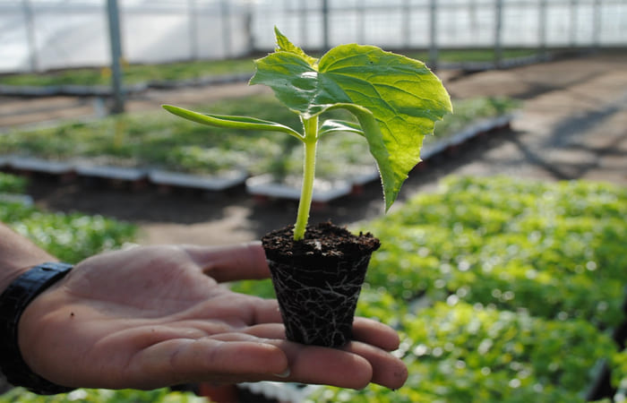 Загартування перед висадкою у відкритий ґрунт