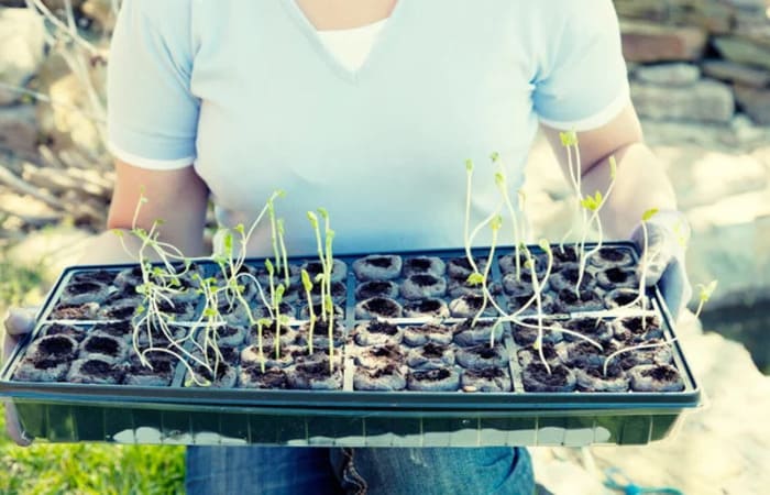 Подготовка семян и рассады огород